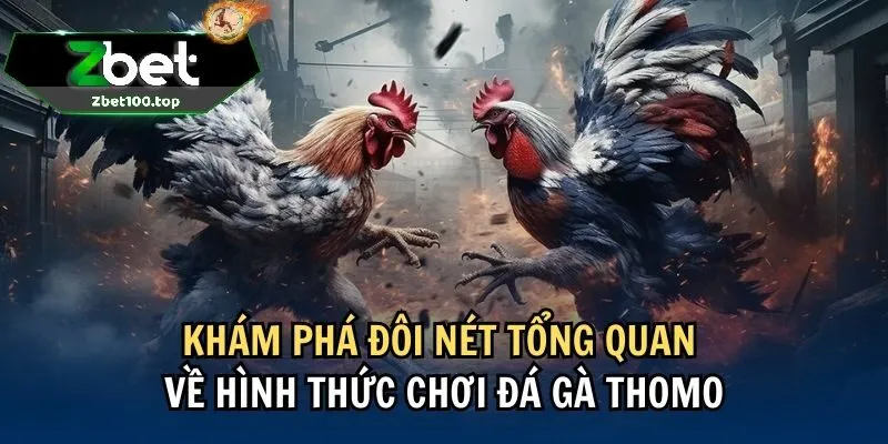Tổng quan về đá gà thomo zbet